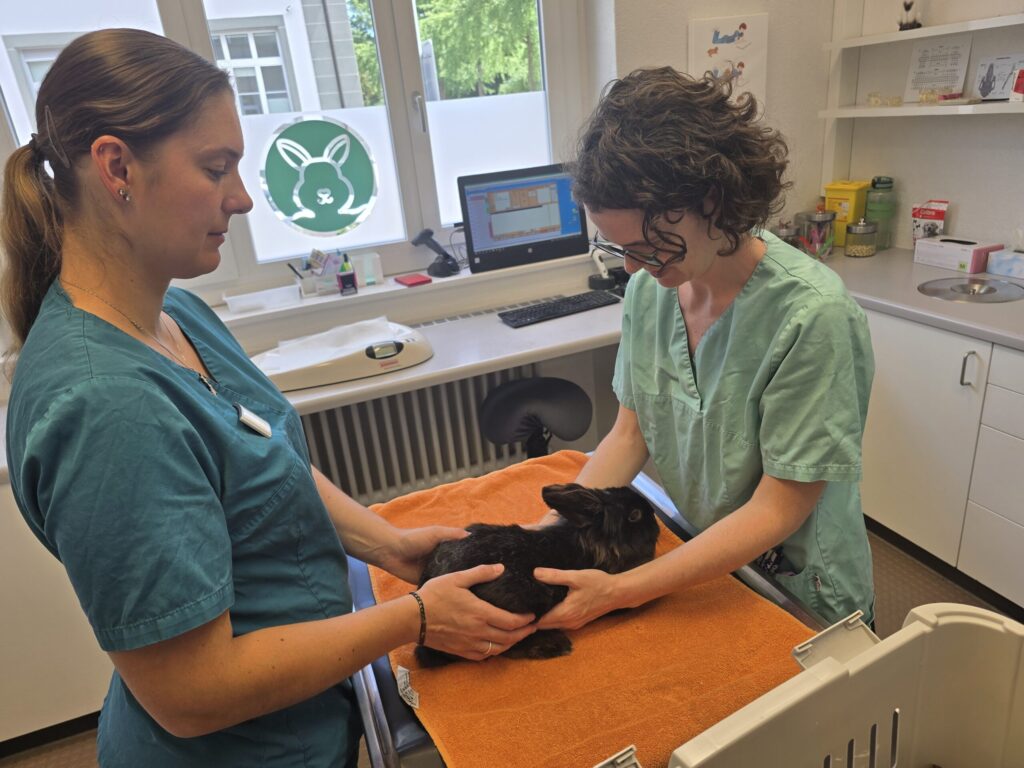 Tierärztin Tierärztin mit Assistentin
