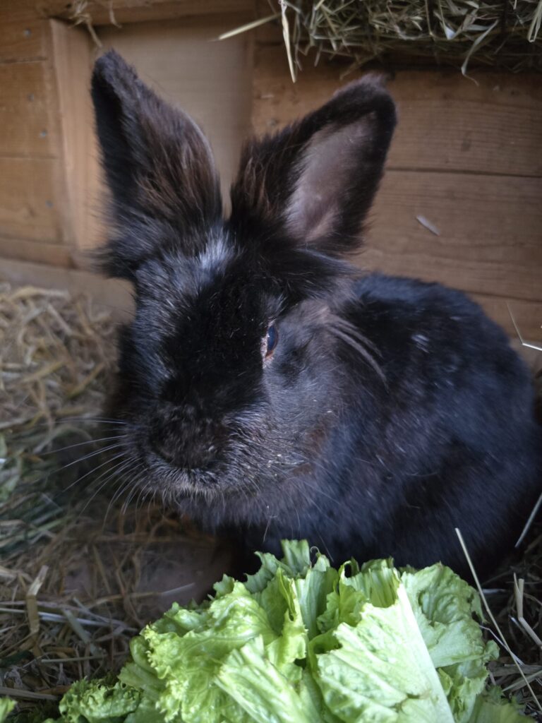 Vermittlung Ein schwarzes Kaninchen mit wuschel Ohren.