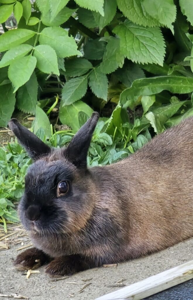 Vermittlung bonnie jasmin