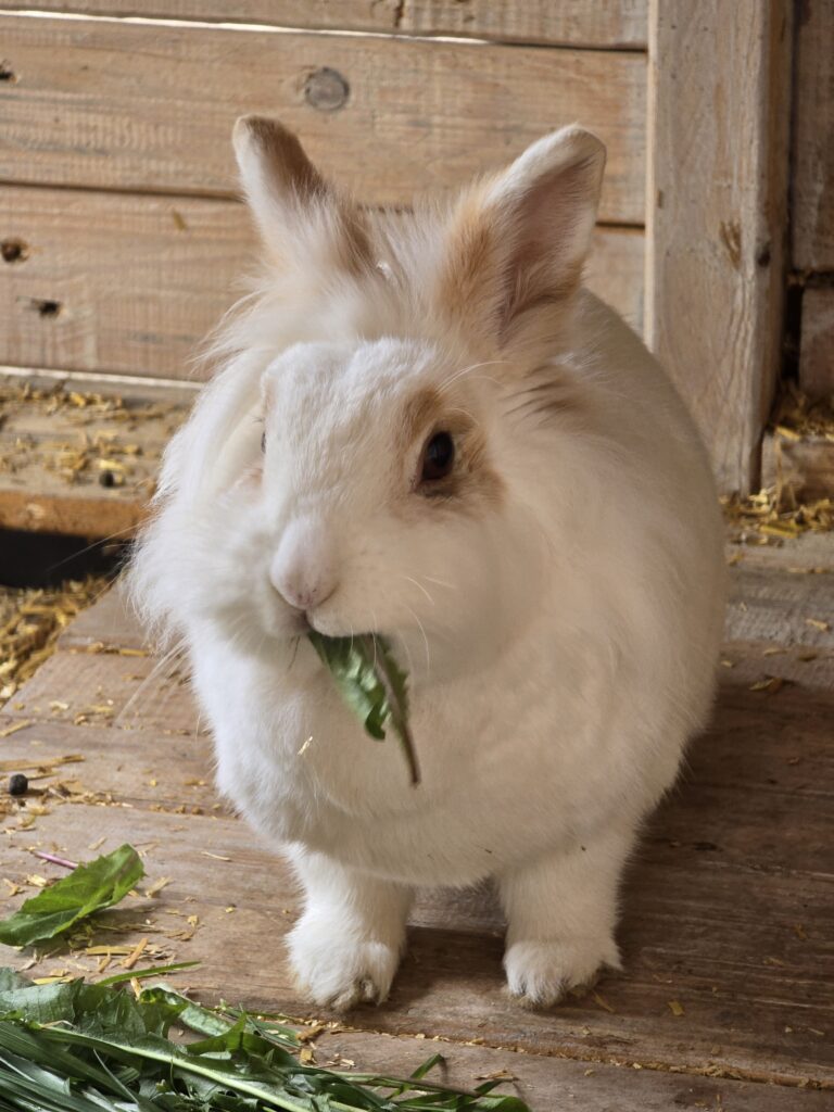 Vermittlung Bunny-Flik